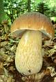07,Boletus Edulus (22) copy